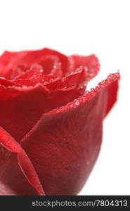 beatiful red rose with water drops isolated