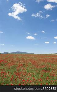 Beatuful field of poppy