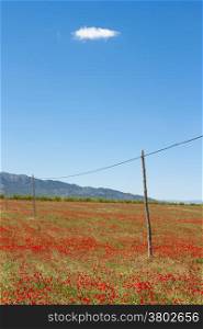 Beatuful field of poppy