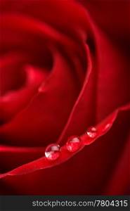 beatuful red rose with water droplets (shallow DOF)