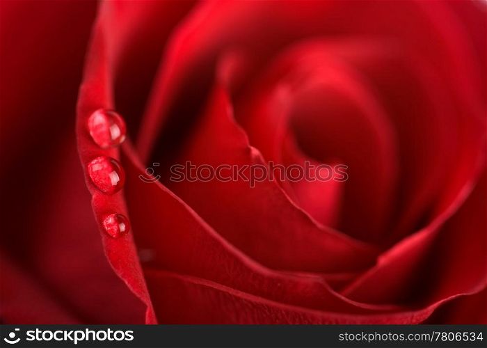 beatuful red rose with water droplets (shallow DOF)