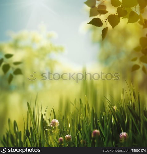 Beaty colors of nature. Afternoon in the summer forest