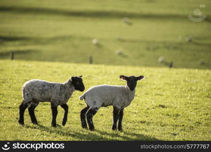 Beauitful landscape image of Spring lambs and sheep in fields during late evening light