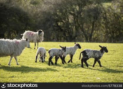 Beauitful landscape image of Spring lambs and sheep in fields during late evening light