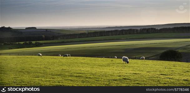 Beauitful landscape image of Spring lambs and sheep in fields during late evening light