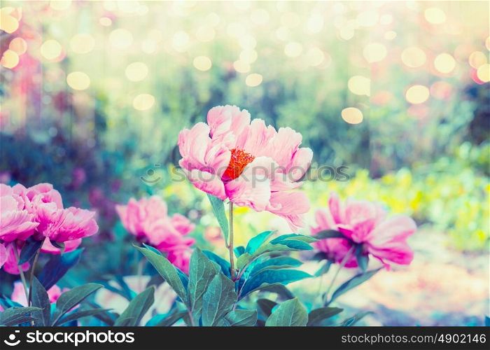 Beauteous flowers garden with pink peonies flowers , greens and bokeh lighting, summer outdoor floral nature background