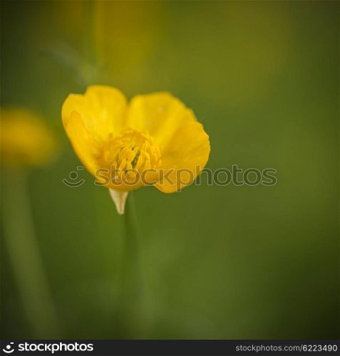 Beautfiul macro image of Spring buttercup with boken background