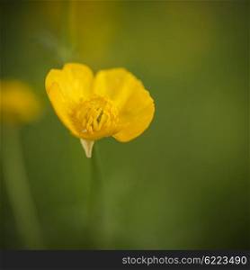Beautfiul macro image of Spring buttercup with boken background