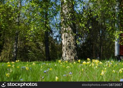 Beautful garden with cowslip and forgetmenot wildflowers in the green grass at spring