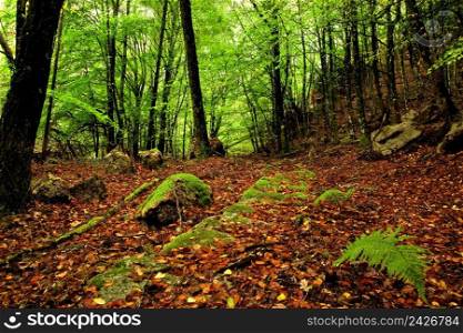 Beautifful forest with high trees and the ground covered with leafs