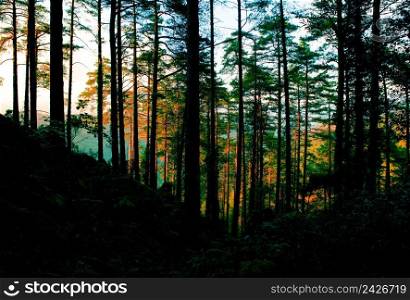 Beautifful forest with high trees luminated by the sunset