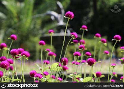 Beautifu lGlobe amaranths, Amaranthaceae flowers in nature background