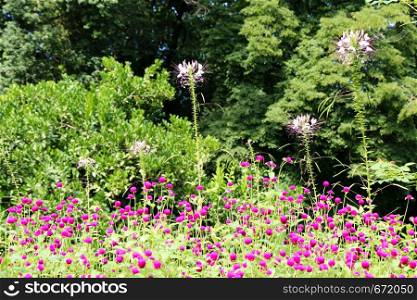 Beautifu lGlobe amaranths, Amaranthaceae flowers in nature background