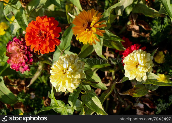 Beautifu lZinnia flowers in nature background