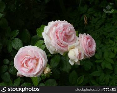 beautifu pink rose flower petal with drops