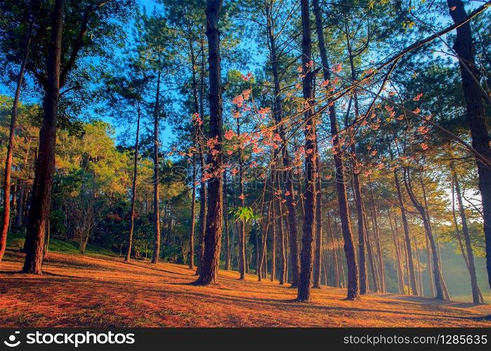 beautifuk sun light in pine wood of pang ung maehongsorn most popular winter traveling destination in northern of thailand