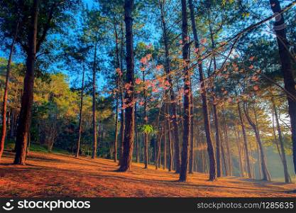 beautifuk sun light in pine wood of pang ung maehongsorn most popular winter traveling destination in northern of thailand