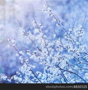 Beautiful abstract floral background, little white flowers on tree branch, cherry tree blossom
