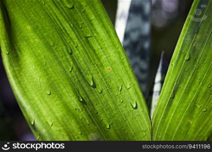 Beautiful abstract Green Leaf nature wallpaper design ,selective focus. Beautiful abstract Green Leaf nature wallpaper design 