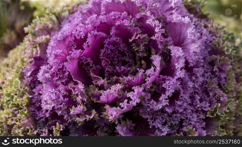 beautiful abstract purple flower