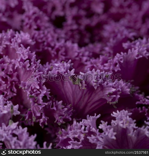 beautiful abstract purple plant