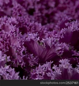 beautiful abstract purple plant