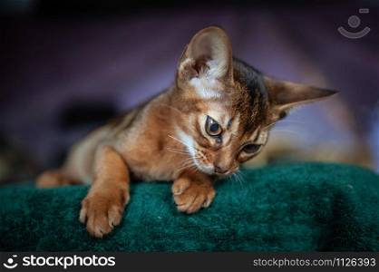 Beautiful Abyssinian plays Close-up portrait