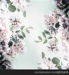Beautiful acacia blossom frame, spring and summer nature background
