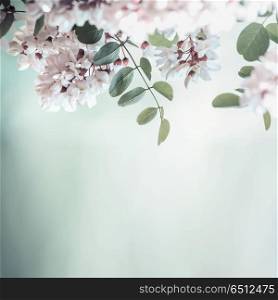 Beautiful acacia blossom on blurred nature background
