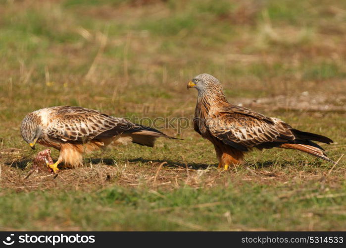 Beautiful adult black kites on the meadow