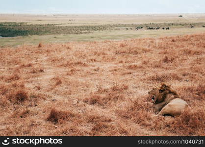 Beautiful adult Male lion lie on golden grass field in Ngorongoro consevation area, Serengeti Savanna forest in Tanzania - African safari wildlife watching trip