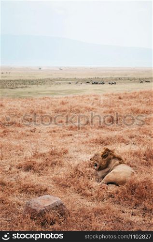 Beautiful adult Male lion lie on golden grass field in Ngorongoro consevation area, Serengeti Savanna forest in Tanzania - African safari wildlife watching trip