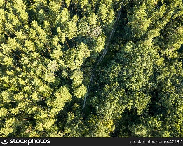 Beautiful aerial view of a drone of deciduous forest with a dirt road on a summer day. Nature conservation concept.Top view. Top view of a dirt road through a green forest on a sunny afternoon. Aerial view from the drone