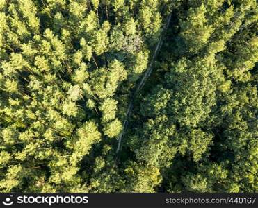 Beautiful aerial view of a drone of deciduous forest with a dirt road on a summer day. Nature conservation concept.Top view. Top view of a dirt road through a green forest on a sunny afternoon. Aerial view from the drone