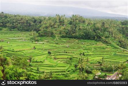 Beautiful aerial view of green terraced rice fields Indonesia