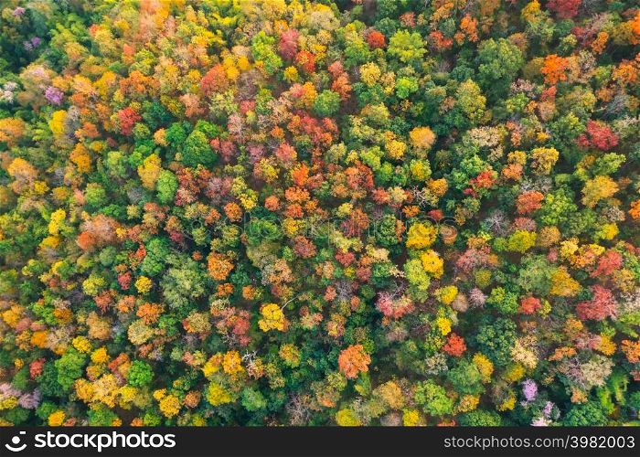Beautiful aerial view of thick forest in autumn. Colorful forest.. Colorful forest.