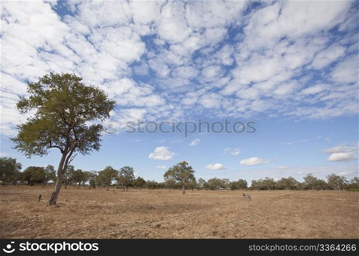 Beautiful african landscape with an endless sky