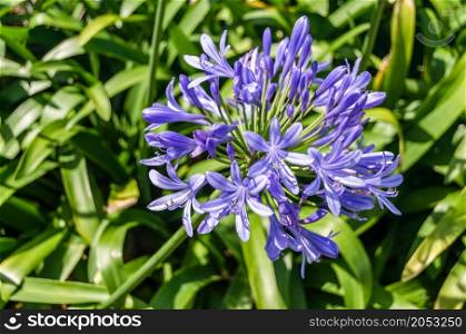 Beautiful African lily (Agapanthus) flower, summer background