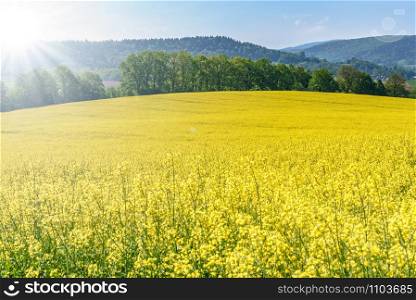 Beautiful agricultural background - blooming canola on a sunny day against a background of green trees and a blue sky