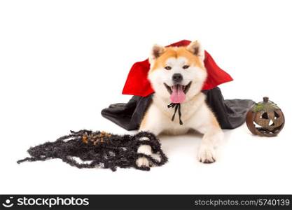 Beautiful Akita Inu dog dressed for Carnival or Halloween