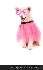Beautiful Akita Inu dog dressed for Carnival or Halloween