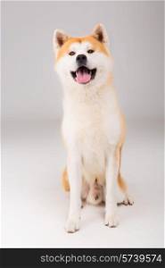 Beautiful Akita Inu dog posing in studio