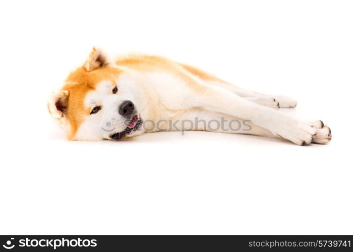 Beautiful Akita Inu dog posing in studio