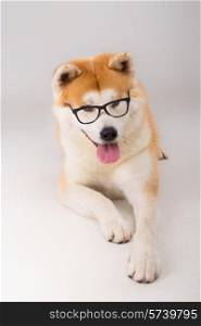 Beautiful Akita Inu dog posing in studio