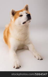 Beautiful Akita Inu dog posing in studio