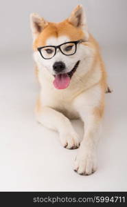 Beautiful Akita Inu dog posing in studio