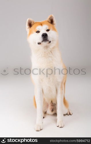 Beautiful Akita Inu dog posing in studio