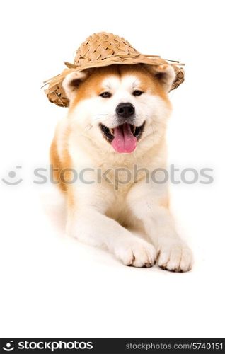 Beautiful Akita Inu dog ready for summer vacations