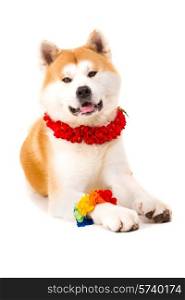 Beautiful Akita Inu dog ready for summer vacations
