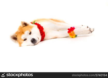 Beautiful Akita Inu dog ready for summer vacations